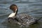 Northern Pintail duck