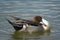 Northern Pintail duck