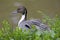 Northern Pintail Duck