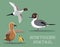 Northern Pintail Duck Cartoon Vector Illustration