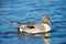 Northern Pintail Duck, Male