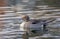 Northern Pintail duck male (Anas acuta) swimming on a local winter pond in Canada