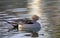 Northern Pintail duck male (Anas acuta) swimming on a local winter pond in Canada