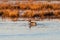 Northern Pintail duck swimming near a lake marsh