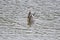 Northern Pintail fishing at seaside