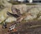 Northern Pintail flying at seaside