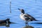 Northern Pintail male standing in a shallow pond