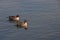 Northern Pintail pair