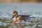 Northern Pintail resting at seaside