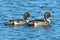 Northern Pintails