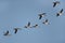 Northern Pintails in flight