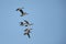 Northern Pintails in flight against blue sky