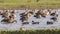 Northern Pintails on Lake