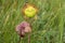 Northern Pitcher Plant Close-up