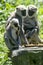 Northern Plains Gray family, Semnopithecus entellus, sits on a large boulder