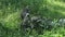 Northern plains gray langur cubs jump on the branches that lie on the ground and try to find the best leaf to eat, the parents onl