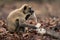 Northern plains gray langur sits eating cotton