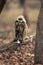 Northern plains gray langurs sit eating cotton