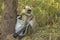 Northern Plains Langur Female and Baby