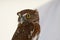 Northern Pygmy Owl