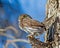 Northern Pygmy-Owl