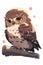Northern Pygmy Owl, adorable cartoon bird in flat style, AI generative.