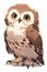 Northern Pygmy Owl, adorable cartoon bird in flat style, AI generative.