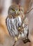 Northern Pygmy Owl - Glaucidium gnoma