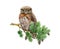 Northern pygmy owl on a pine branch. Watercolor nature scene illustration. Hand drawn wildlife forest bird. Small brown