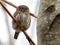 Northern Pygmy-Owl Stare