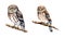 Northern pygmy owl, watercolor clipart illustration with isolated background