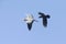 A northern Raven flying and attacking a grey heron aggressively.