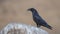 Northern Raven on Rock