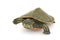 Northern Red-bellied Turtle