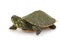 Northern Red-bellied Turtle