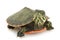 Northern Red-bellied Turtle