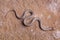 Northern red-belly snake crawling on a rock