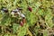 Northern red-billed hornbill eating barbary figs