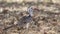 Northern Red-billed Hornbill Feeding on Ground