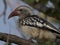 Northern red-billed hornbill sitting on branch