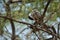 Northern red-billed hornbill Tockus erythrorhynchus kempi preening.