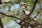 Northern red-billed hornbill Tockus erythrorhynchus kempi preening.