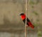 Northern Red Bishop