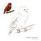 Northern red bishop bird learn to draw vector