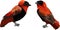 Northern red bishop birds Euplectes franciscanus