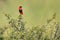 Northern Red Bishop - Euplectes franciscanus