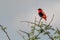 Northern Red Bishop - Euplectes franciscanus