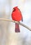 Northern Red Cardinal perching on a branch tree into the forest, Quebec