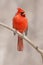Northern Red Cardinal perching on a branch tree into the forest, Quebec