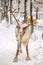 Northern reindeer on background trees